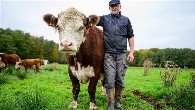 Alexander Schmidt, Rinderzüchter, steht auf einer Wiese neben dem Hereford-Rind mit dem Namen Simba.