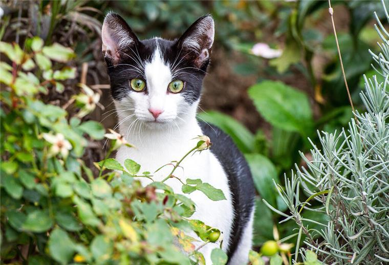 Niedersachsen: Landesweite Verordnung soll Katzen besser schützen Katze im Garten