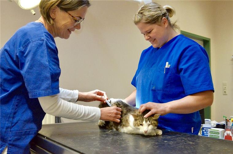 Tarmstedt bekommt neue Tierarztpraxis Alltag in der Tierärztlichen Gemeinschaftspraxis Tarmstedt: „Filou“ leidet an einem Virus-Infekt. Dagegen und gegen sein Fieber bekommt der Kater Spritzen von Dr. Sibylle Fischell-Sakowsky. Liza Bammann assistiert ihr dabei.