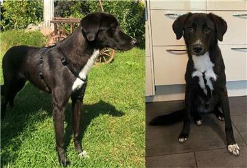 ein Hund auf zwei Fotos.