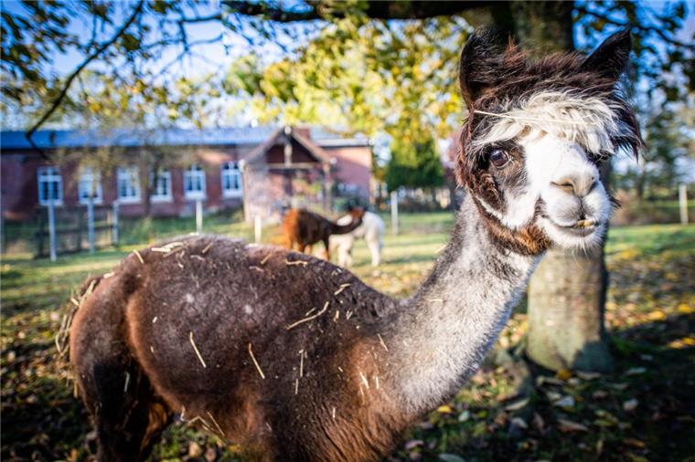 Freundlich und flauschig: Helmut Leopold aus Büttel züchtet Alpakas Alpakastute "Lilly" war das erste Fohlen das auf dem Hof der Leopolds geboren wurde. Sie ist jetzt 5 Jahre alt.