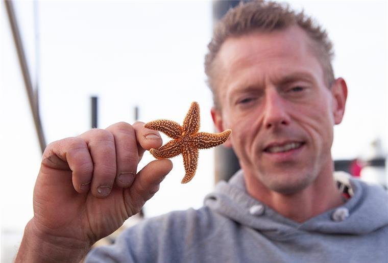 Seesterne: Ein Stück Wattenmeer fürs Wohnzimmer Als dem Beifang der Krabbentouren im Wattenmeer fertigt Decksmann Sven de Grot Andenken für Urlauber.