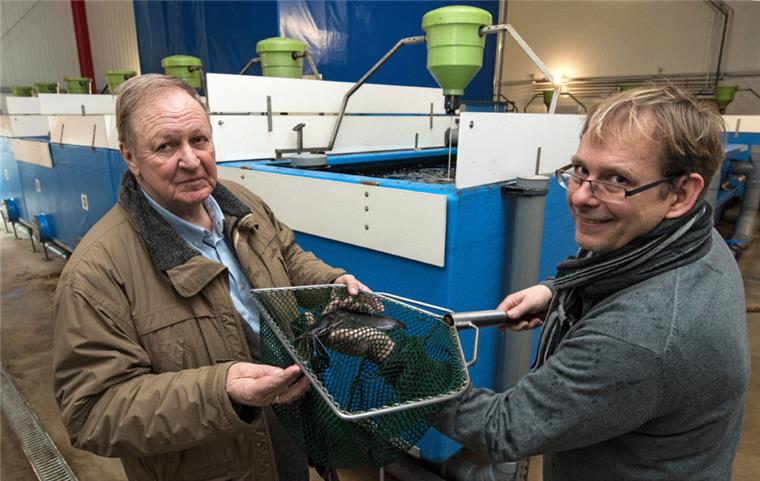 Doch keine Bananen aus dem Cuxland: Ostewert AG macht dicht Als Vertreter der Ostewert AG halten Bert Frisch (l) und Nils Uhtenwoldt in ihrer Fischzucht in Oberndorf einen der Welse im Kescher.