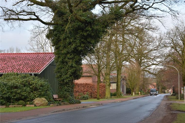 Klein Meckelsen: Rat stellt sich vor die Bäume Alte Eichen und Buchen säumen die Dorfstraße in Klein Meckelsen. Solche Exemplare zu fällen soll in Zukunft nicht mehr so leicht möglich sein.