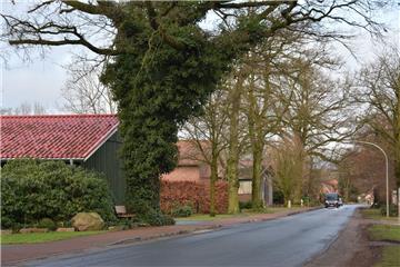 Alte Eichen und Buchen säumen die Dorfstraße in Klein Meckelsen. Solche Exemplare zu fällen soll in Zukunft nicht mehr so leicht möglich sein. 