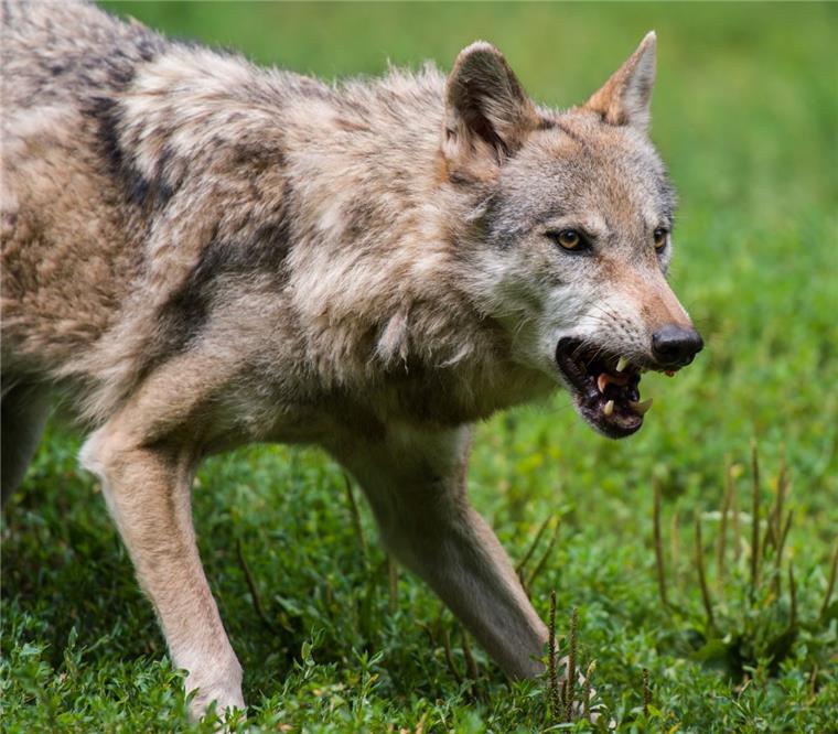 Zusammengefasst! Das war der Mittwoch im nord24-Land Am Dienstagabend kollidierte im Cuxland ein Autofahrer bei Maihausen mit einem Wolf.