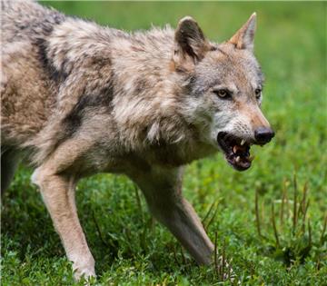 Am Dienstagabend kollidierte im Cuxland ein Autofahrer bei Maihausen mit einem Wolf.