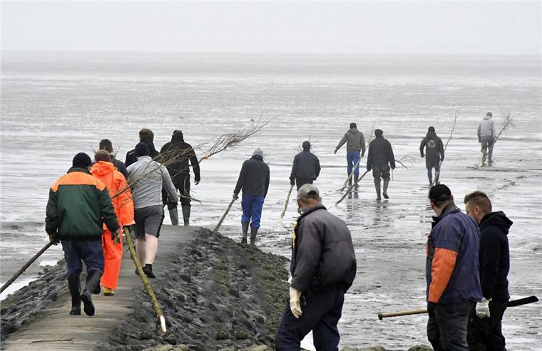 Wurster Nordseeküste: So werden Pricken gesteckt Am Dorumer Kutterhafen (Wurster Nordseeküste) trafen sich 30 Helfer zum Prickenstecken.