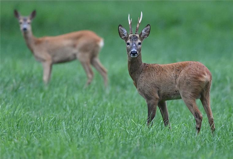 Cuxland: Jagd auf der Küstenheide - Vorsicht beim Spaziergang Ein Rehbock und ein Reh stehen am frühen Morgen auf einer Wiese