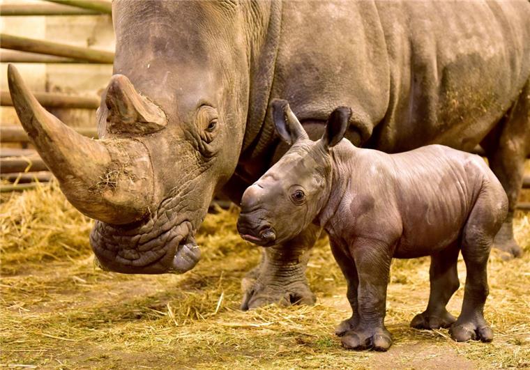 Am Freitag kam im Serengeti-Park ein Nashorn-Bulle zur Welt. 