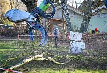 Am Freitag sind zwischen Gauß- und Wurster Straße drei Bäume gefällt worden.