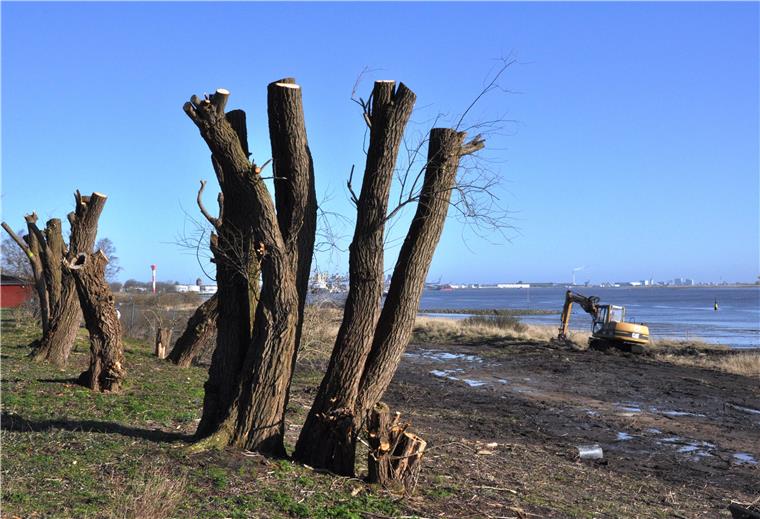 Am Nordenhamer Strand wird gerodet Am Nordenhamer Strand rodet die Wasser- und Schifffahrtsverwaltung derzeit kräftig.