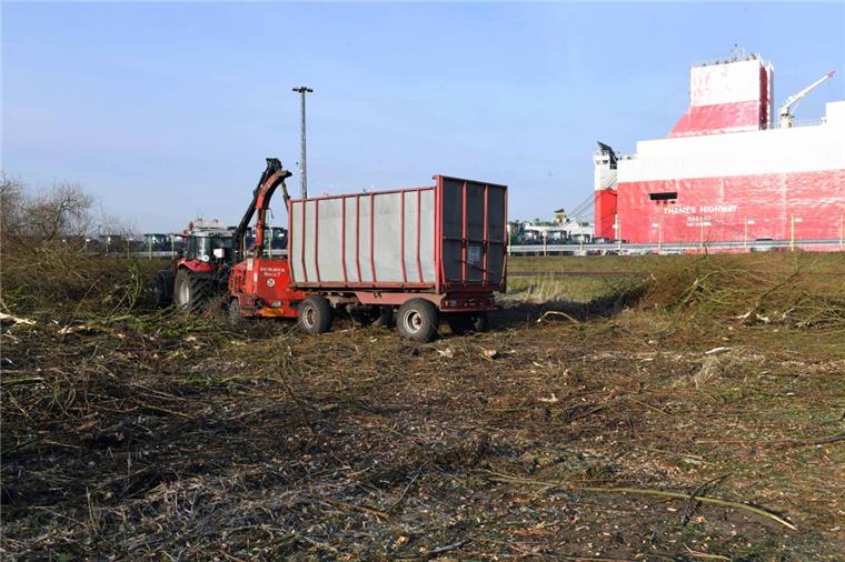 Mehr Platz für den Osthafen in Bremerhaven Am Osthafen in Bremerhaven wurden in dieser Woche Bäume gefällt.