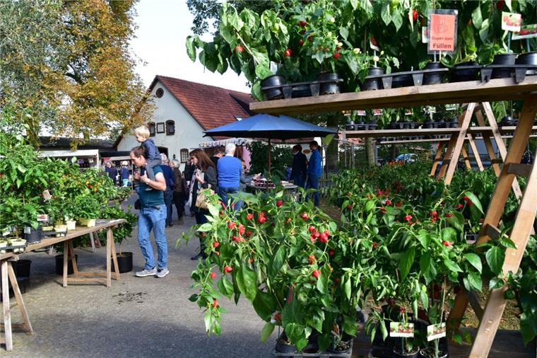 Wilstedt: Ein Dorf feiert ein etwas anderes Erntedankfest Am Sonntag findet auf dem Gelände der Artefakt-Manufaktur in Wilstedt ein etwas anderes Erntedankfest statt.