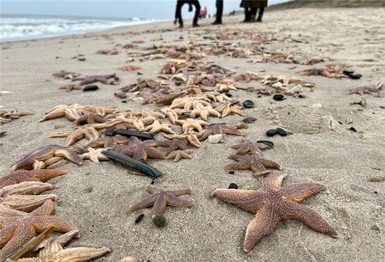 Was steckt hinter den vielen toten Seesternen auf Sylt? Zahlreiche angeschwemmte Seesterne liegen auf der Nordseeinsel am Strand. Foto: Daniel Bockwoldt/dpa