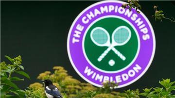 Am Tennis-Turnier in Wimbledon nehmen zwölf deutsche Athleten und Athletinnen teil.