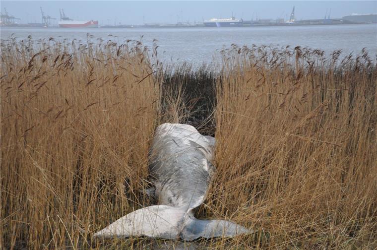 Am Weser-Ufer in der Nähe des Blexer Flughafens ist ein Wal im Reet entdeckt worden.