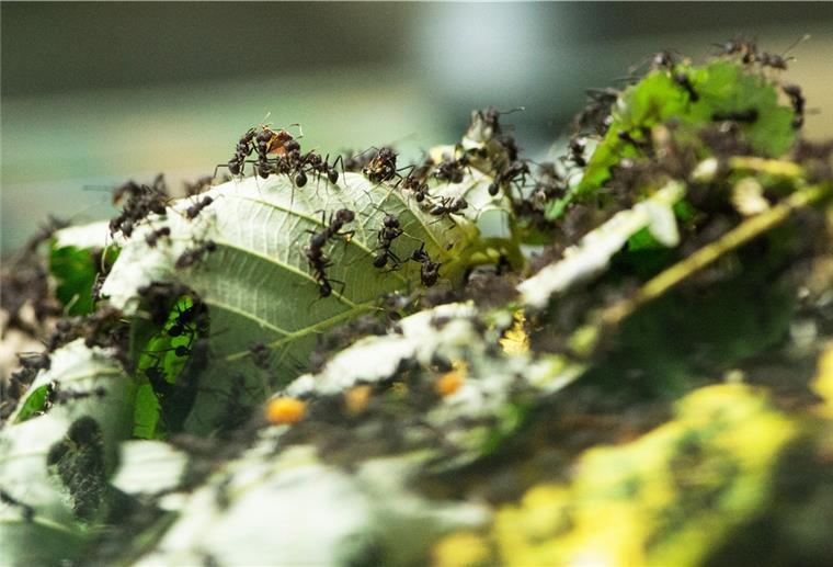 Zeven: Warum Ameisen zu den Nützlingen gehören Ameisen werden Gartenbesitzern mitunter lästig. Man kann sie aber umweltfreundlich bekämpfen.