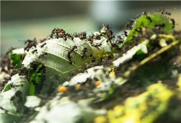 Ameisen werden Gartenbesitzern mitunter lästig. Man kann sie aber umweltfreundlich bekämpfen.
