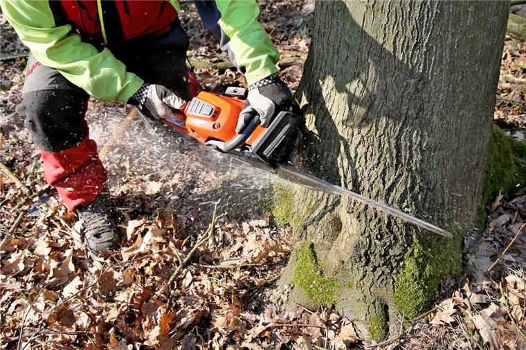 An 180 Bäumen im Stadtgebiet soll im Winter die Säge angesetzt werden. Sie sind entweder krank oder stehen Bauvorhaben im Weg.