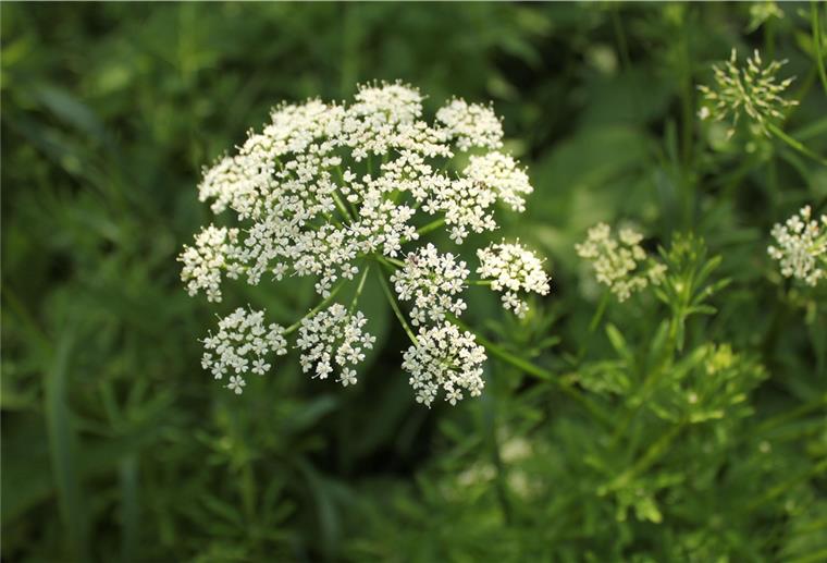 An der Blüte ist der Giersch (Wissenschaftlicher Name: Aegopodium podagraria flower) gut zu erkennen.