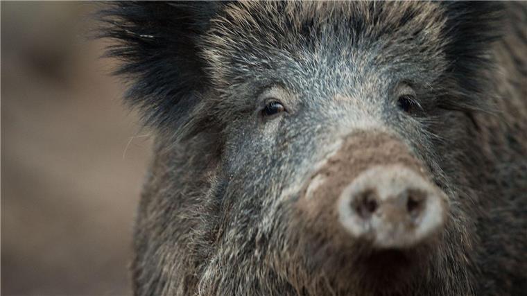 Wegen Schweinepest: Ministerium appelliert an Reisende An der für den Menschen ungefährlichen Afrikanischen Schweinepest erkranken Wild- und Hausschweine. (Symbolbild)