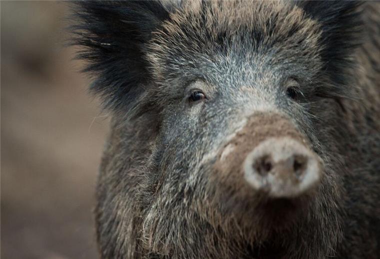 Wegen Schweinepest: Ministerium appelliert an Reisende An der für den Menschen ungefährlichen Afrikanischen Schweinepest erkranken Wild- und Hausschweine. (Symbolbild)