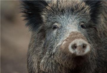 An der für den Menschen ungefährlichen Afrikanischen Schweinepest erkranken Wild- und Hausschweine. (Symbolbild)