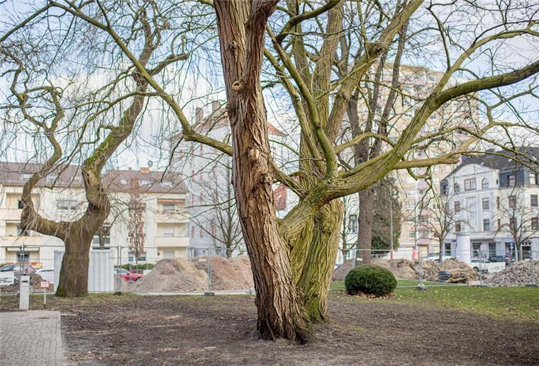 Motorsäge rückt an: Deshalb werden jetzt Bäume in der Bremerhavener Innenstadt gefällt Ein Baum steht auf einer Wiese.