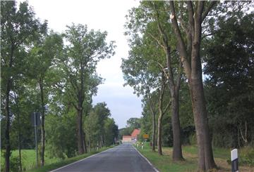 An der Kreisstraße wurden die Bäume bereits ausgeschnittten.