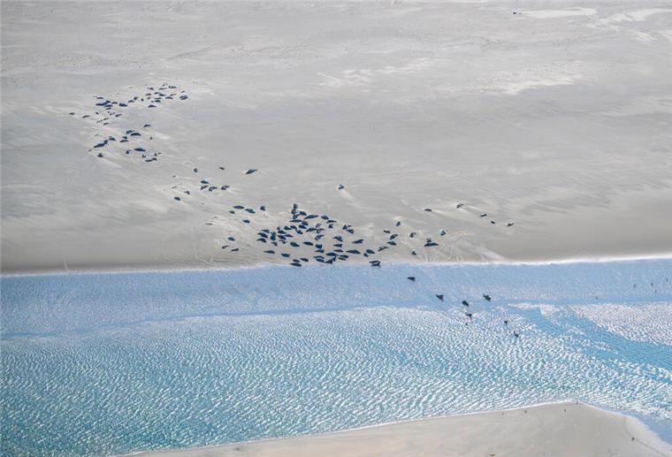 Erste Flüge starten: Seehunde im Wattenmeer werden gezählt Seehunde und Kegelrobben liegen auf einer Sandbank.