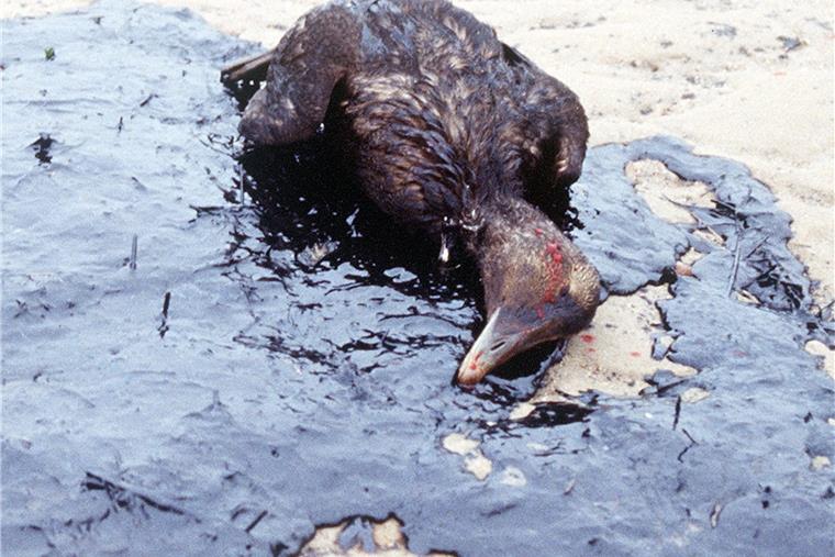 Tieren droht Gefahr bei Stromausfall und Havarien An der niedersächsischen Küste ist die Gefahr von Havarien auf See hoch. Was mit Tieren, die dabei zu Schaden kommen, geschehen soll, ist trotz jahrzehntelanger Bemühungen noch nicht geklärt.