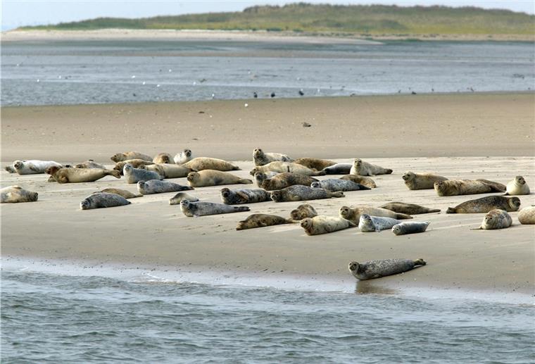Seehunde werden wieder aus der Luft gezählt An der niedersächsischen Nordseeküste werden wieder Seehunde gezählt.