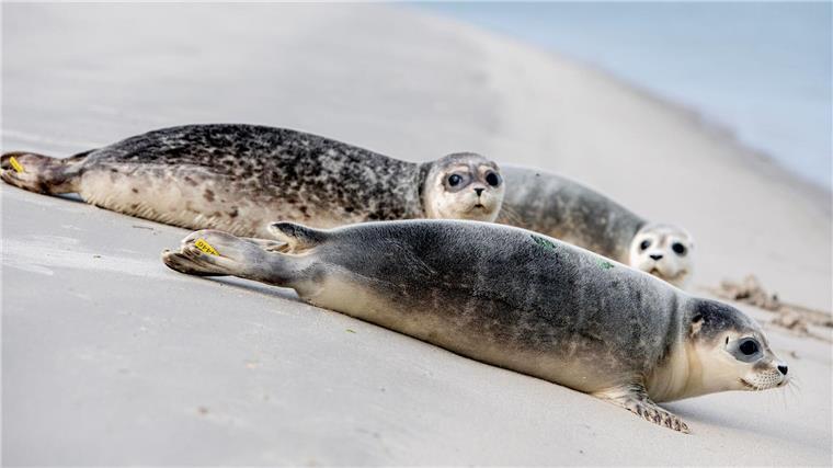 Zurück im Meer: Erste aufgepäppelte Seehunde ausgewildert An der Ostspitze von Juist robben die aufgepäppelten Jungtiere Hubi, Steve und Scotty Richtung Nordsee.