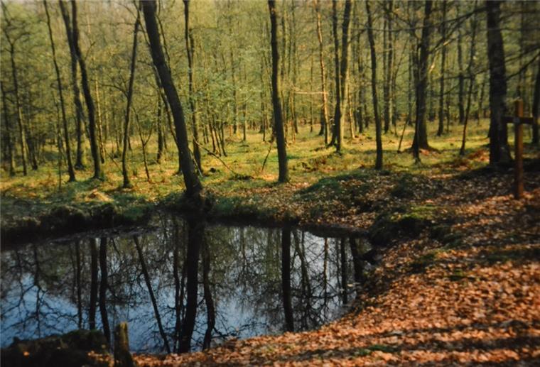 Pilotentod mit 18: Das Holzkreuz im Wald mahnt und erinnert Ein Tümpel in einem Wald mit einem Holzkreuz am Rand