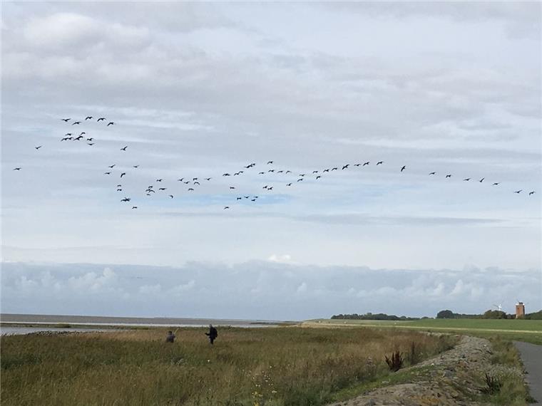 An der Weserbucht hinter dem CT4, nah am Ochsenturm, klauben die Naturschützer jede Menge Plastikmüll und anderen Unrat auf. Am Sonnabendunter den Schreien der ersten Kanada-Gänse auf dem Weg gen Süden.