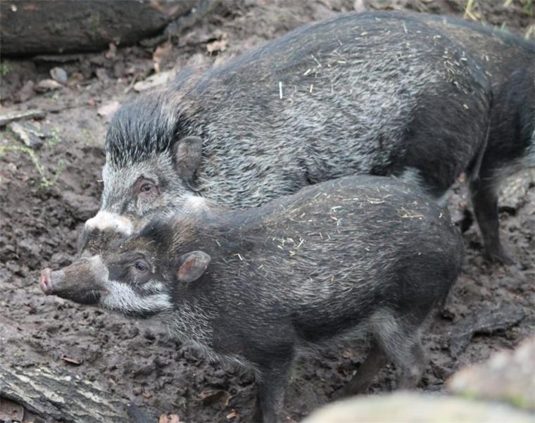 Mit Bommelmütze umsonst in den Zoo in der Wingst An Heiligabend ist der Zoo in der Wingst zwischen 10 und 13 Uhr geöffnet. Bommelmützenträger dürfen umsonst rein, alle anderen zahlen nur so viel sie möchten.