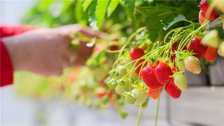 Erdbeerernte läuft an - Früchte in „Top-Qualität“ erwartet An Marktständen und in Hofläden gibt es nach und nach auch Erdbeeren aus dem Freilandanbau zu kaufen.