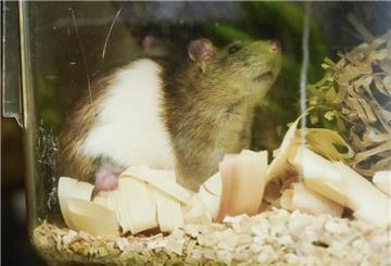 Eine Ratte sitzt im Zentralen Tierlabor des Deutschen Krebsforschungszentrums (DKFZ) in einem Tierkäfig.