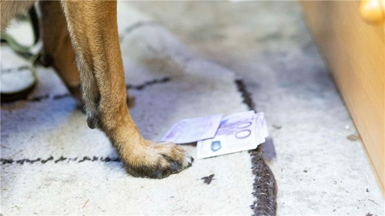 Innenministerium überzeugt von Geldspürhunden An vielen Geldscheinen sind Drogenreste - das hilft den Hunden beim Erschnüffeln.