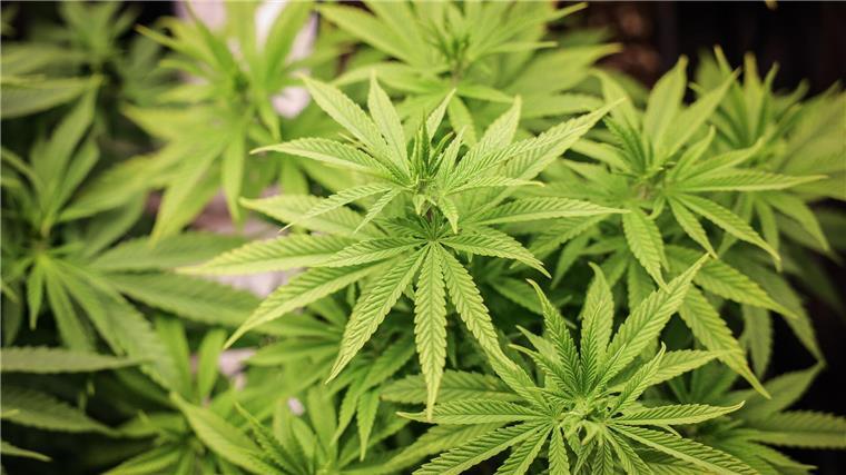 Mehrere Cannabisplantagen bei Durchsuchungen entdeckt An zwei Orten fanden Ermittler aktive Cannabis-Plantagen. (Symbolbild)