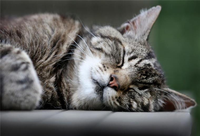 Kater geköpft – grausamer Fund erschüttert Besitzer und Anwohner Eine Katze schläft auf einem Gartentisch.
