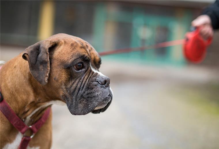 Bulldogge reißt in Blexen ein Schaf - Halterin macht sich aus dem Staub Anders als diese Bulldogge war der Hund in Blexen nicht angeleint.