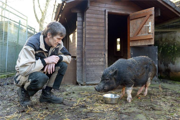 Autobahn-Schwein wieder daheim Andre Karczewski vom Tierheim kümmert sich um das erschöpfe Hausschwein, das verletzt und erschöpft auf einem Parkplatz gefunden wurde. Inzwischen ist es wieder daheim.