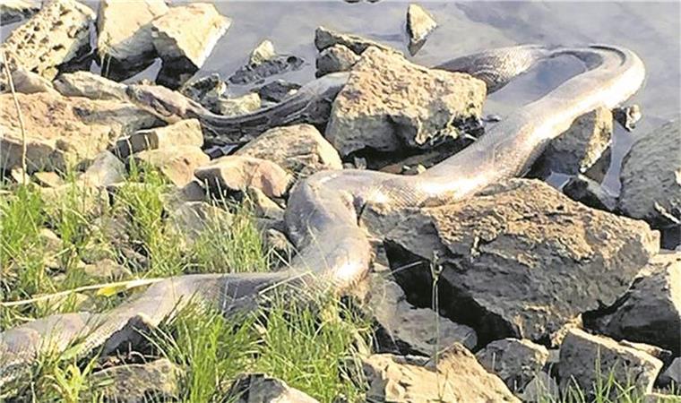Angler findet riesige Würgeschlange an der Weser Angler haben an der Weser eine riesige Schlange gefunden.