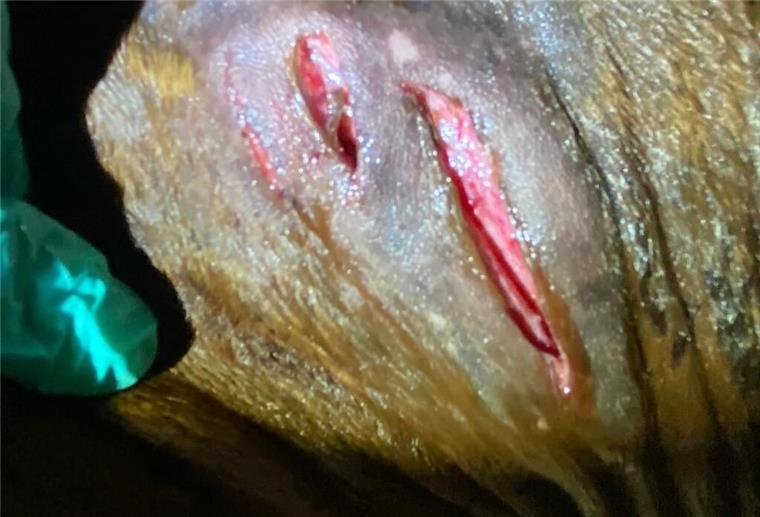 Pferde von Hunden attackiert: Klinikaufenthalt und hohe Kosten Angriff in Horstedt: Pferde schwer verletzt, Besitzerin entsetzt. Der Vorfall könnte für die Hundehalter ernste Folgen haben.