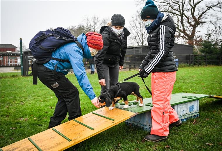 Bremerhaven: Hundeschulen stehen hoch im Kurs - Preise für Welpen explodieren Anja Nicolaus (links) und deren Tochter Emma sind mit Sammy beim Hundetraining von Canan Matthießen.