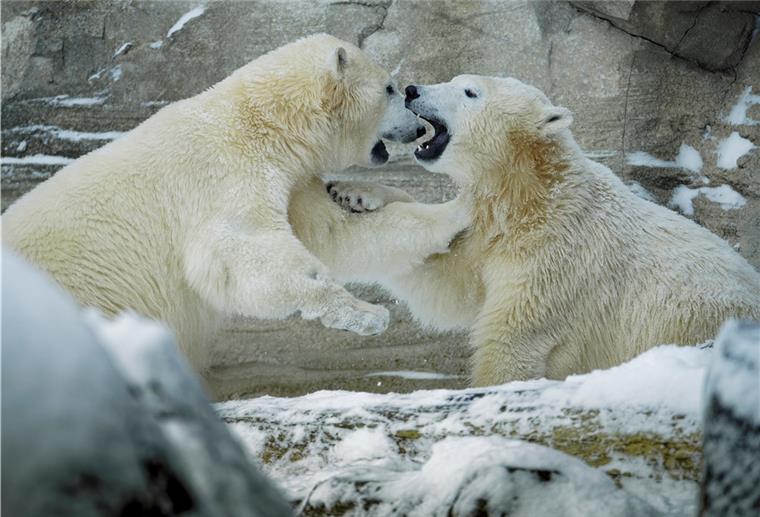 Bremerhaven: Eisbären haben Spaß im Schnee Eisbären im Zoo am Meer in Bremerhaven.