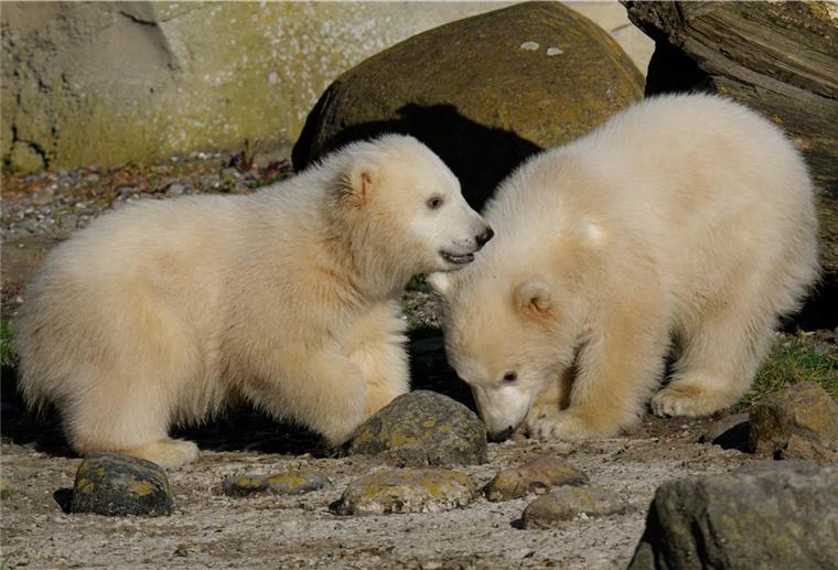 Anna und Elsa tollen herum Anna und Elsa verzücken derzeit nur das Zoo-Personal.