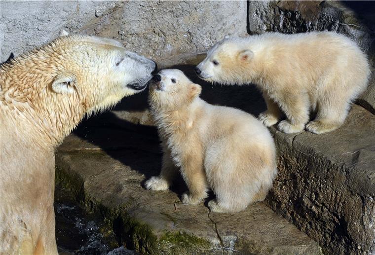 Zoo am Meer darf noch nicht öffnen Anna und Else spielen mit ihrer Mutter im Zoo am Meer. Wann der Zoo wieder für Besucher öffnet, ist noch nicht klar.